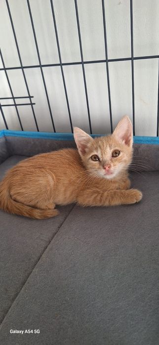 Котята в добрые руки ,мальчики