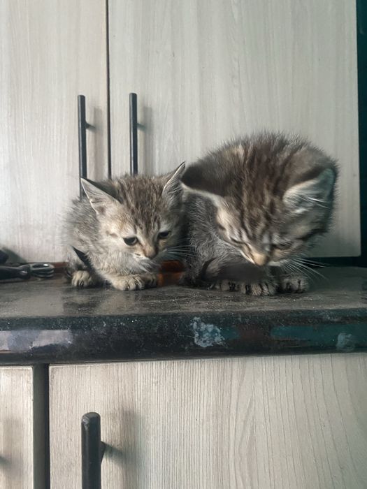 одам котят добрые руки