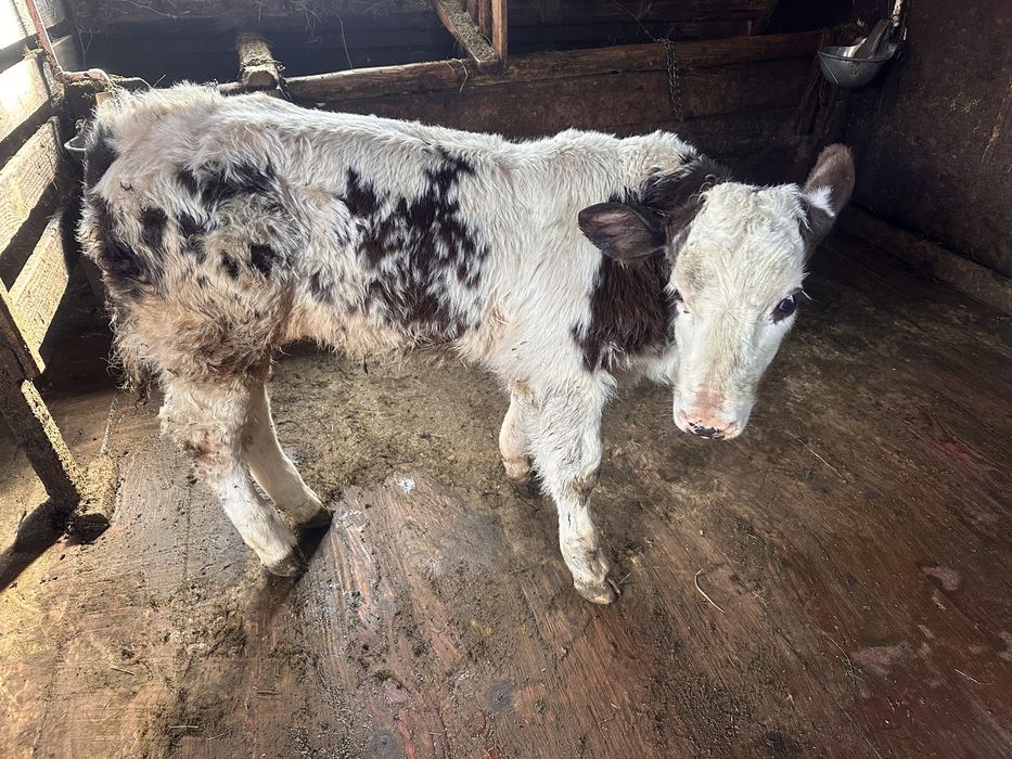 Vând vitel de rasă.