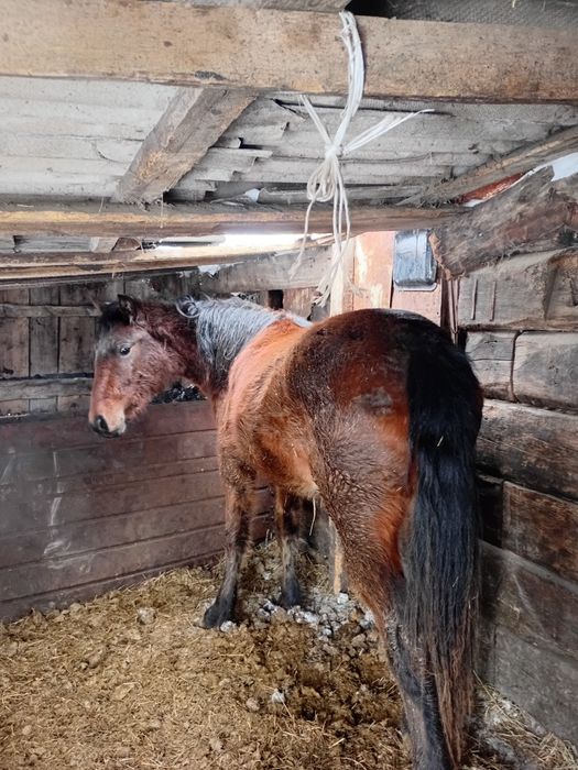 Продам тай кобылка