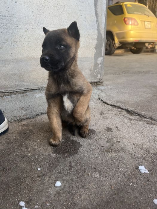 Кабель щенок Малинуа