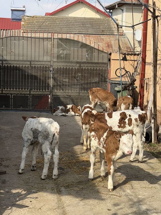 Vitei de rasa taurasi si vitele