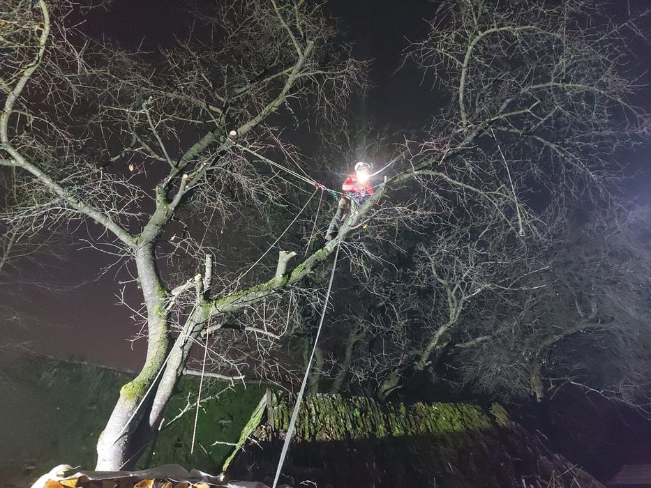 Toaletare arbori / Taieri copaci - firma arborist certificat ISA–Cluj