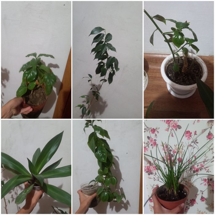 Уй гүлдері сатылады