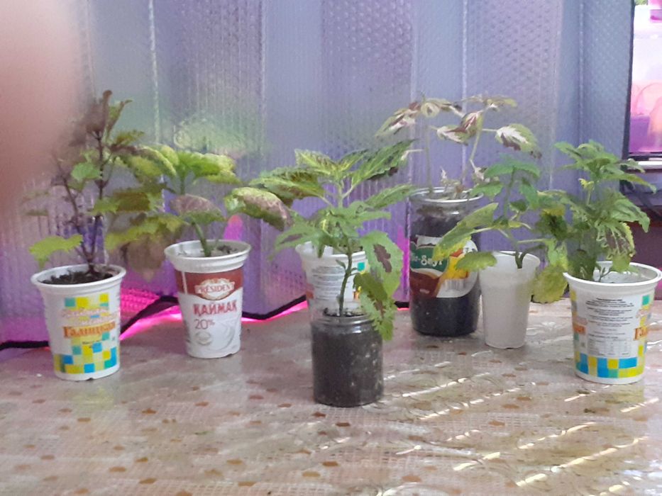 продам экзотические цветы колеус