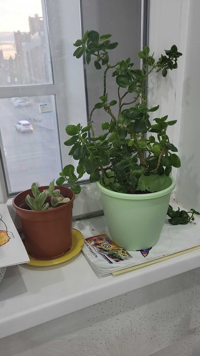 Комнатные растения