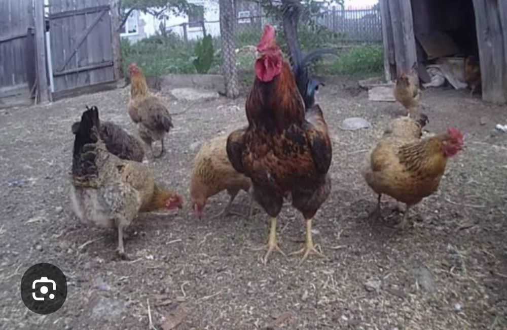 Куры Кученские..