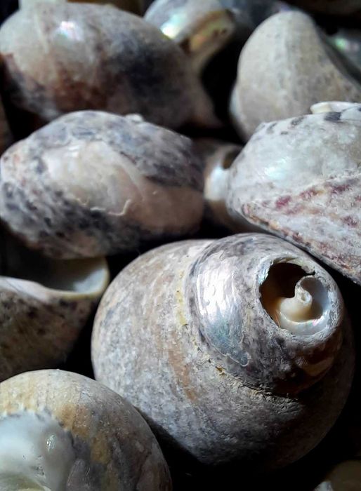 Морски раковини охлювчета