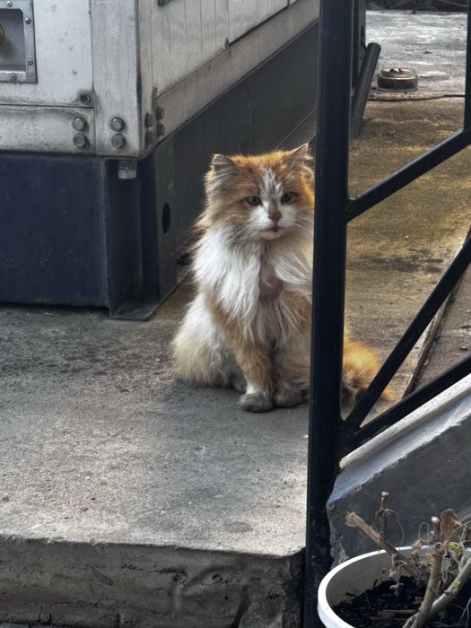 Пушистый рыжий кот ищет хозяина