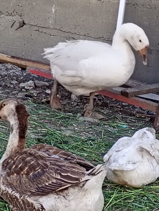 vând 3 gâște,2 rațe tinere