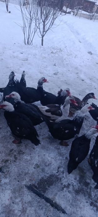 Продам уток  самцы 7000тг ,самки 5000тг