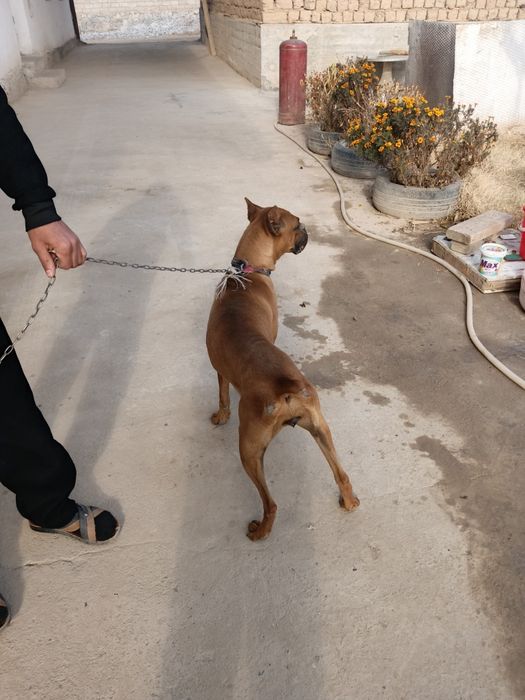 Продам Немецкий боксёр