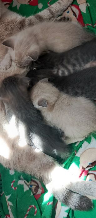 Котята вислоухие