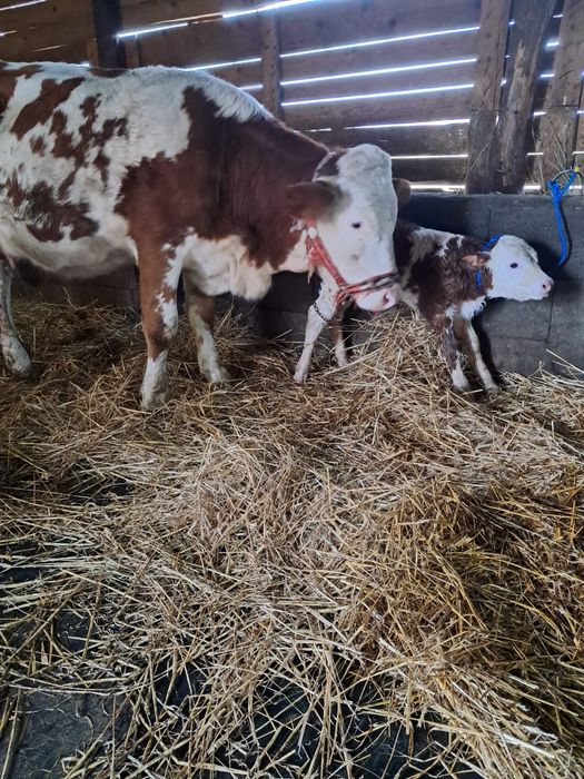 Vând jurincă cu vițea