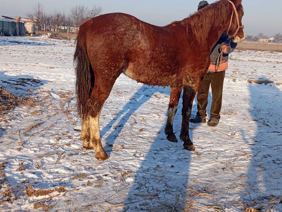 Mânz de aproape 2 ani