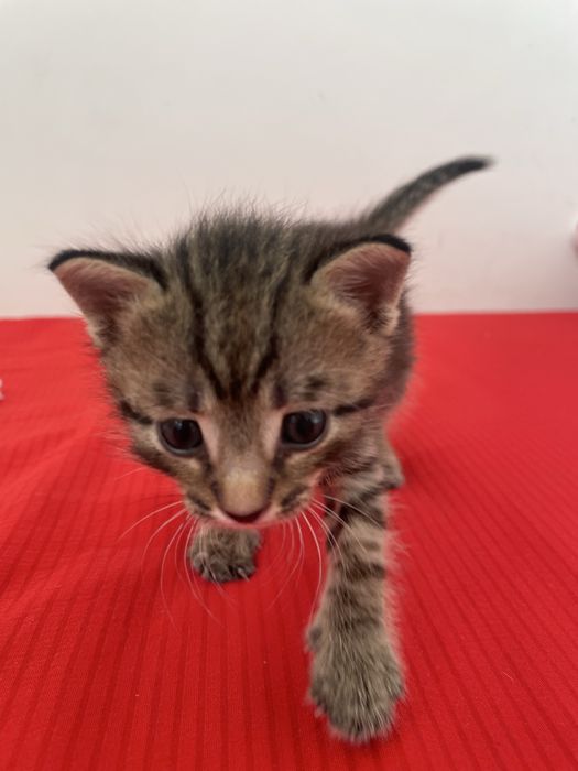 Котенок, девочка
