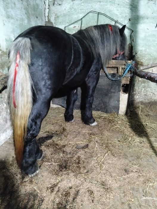 Vand armasar de 3 ani