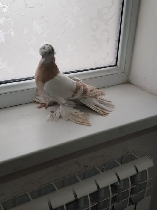 Голубы двухшубые