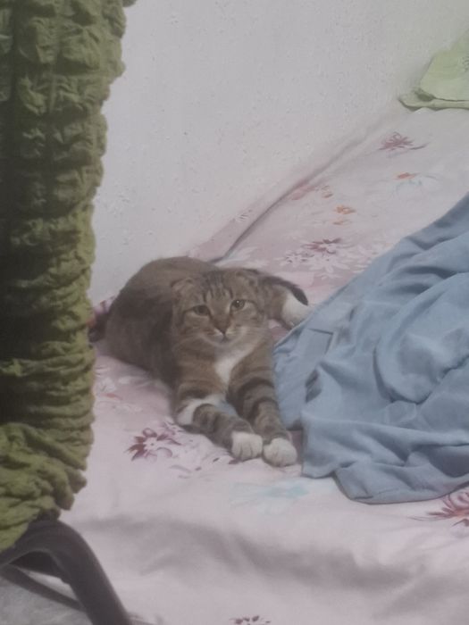 В добрые руки кошку