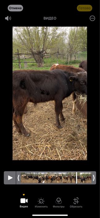 Продаю бычков 6 7 месяцев возраст