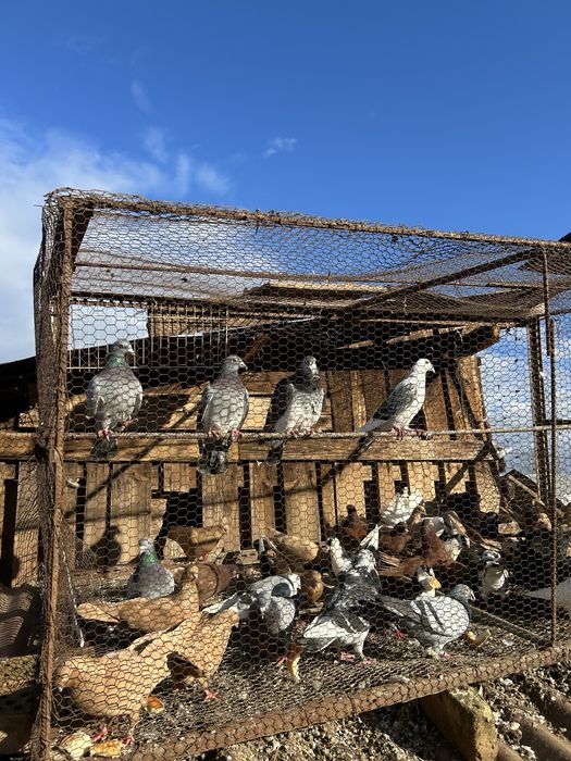 Jucatori pana simpla si voltati