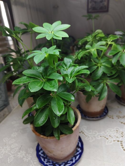 Комнатный растения