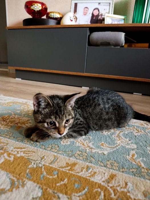 Отдам даром котенка