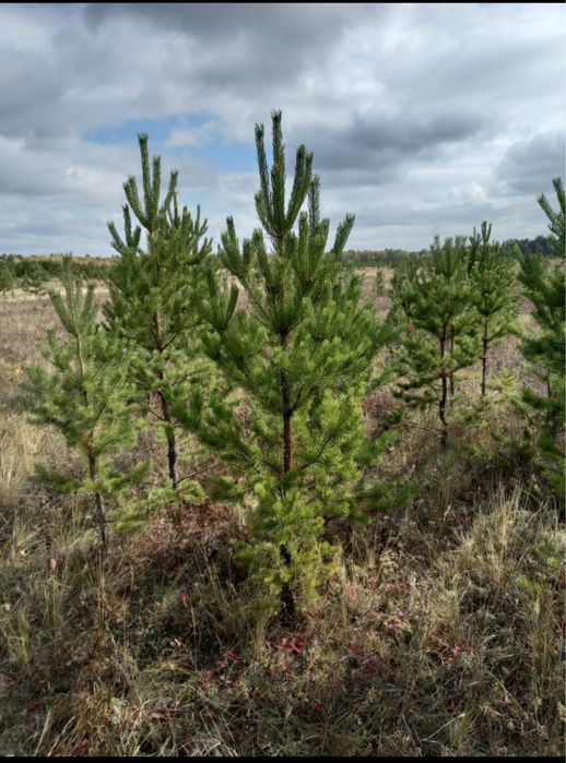 Саженцы деревьев