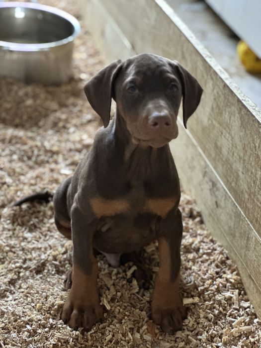 Щенки Добермана 2 месяца