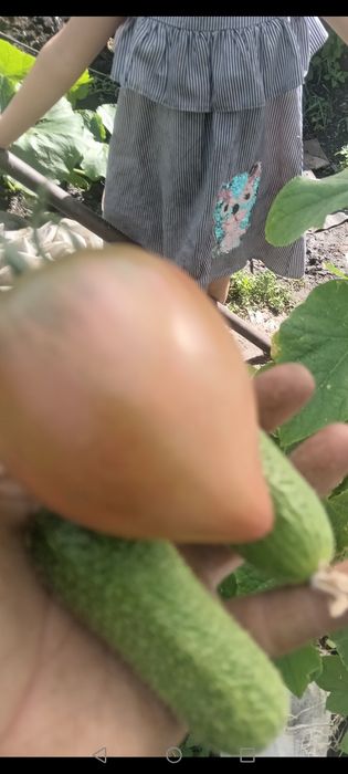 Чорный принц памидор рассада