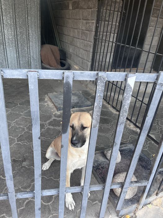 Кангал девочка