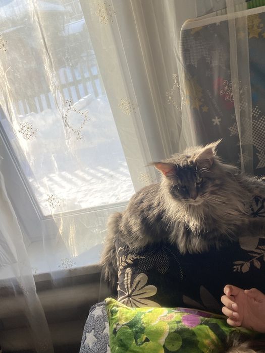 Продам мейн куна!