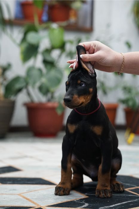 Щенки добермана на проджу