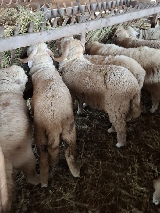 Vand miei merinos