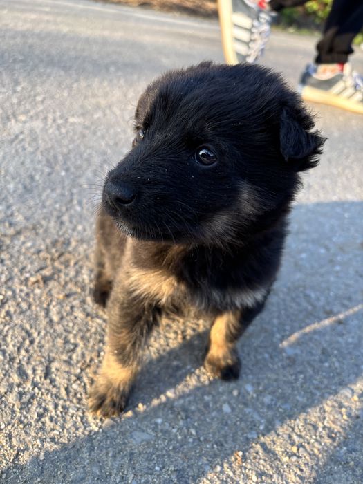 Caine metis(lup) pentru adoptie