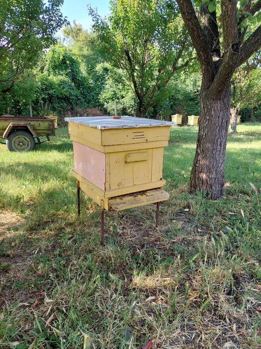 Пчелни кошери с пчелите