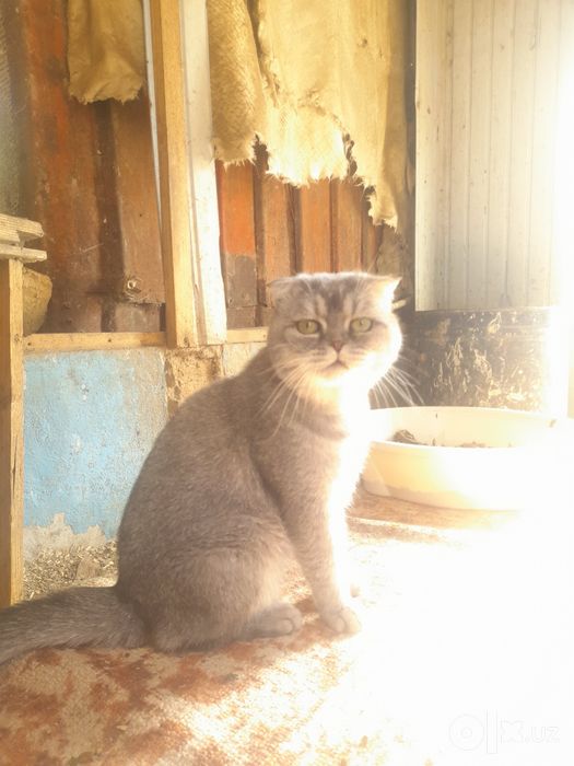 Scottish Fold (Shotlandiya visloux)