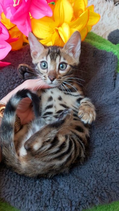Мини-леoпардики. Бенгальские КОТЯТА