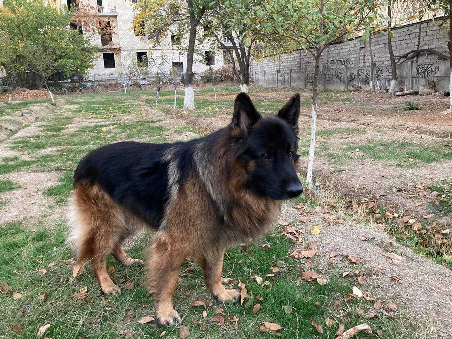 Щенки немецкой овчарки