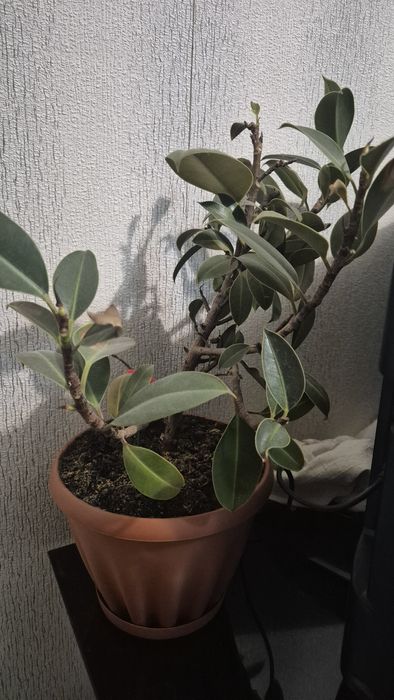 Продам домашние цветы