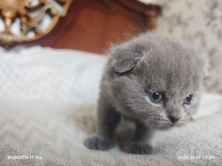 Mushuk.Котёнок.мушук.смесь скотиш+ перс