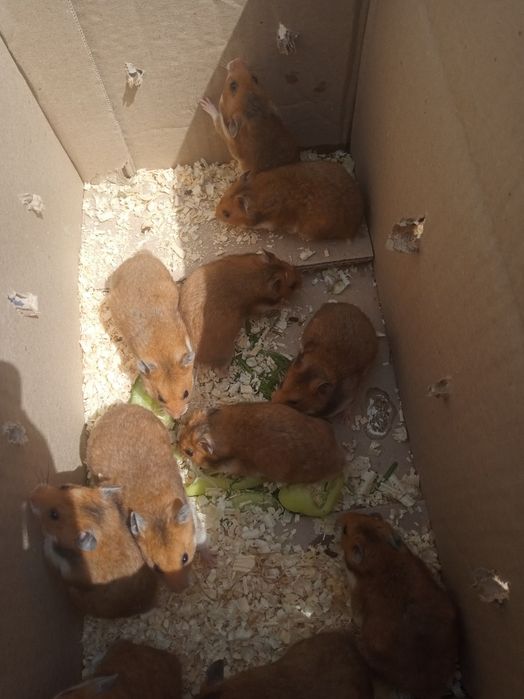 Хомячкки сирийские ручные