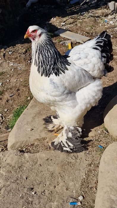 Brahma Albastru si Hd oua