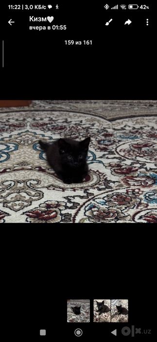 Котёнок бесплатно