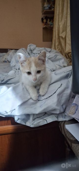 Котята в хорошие руки