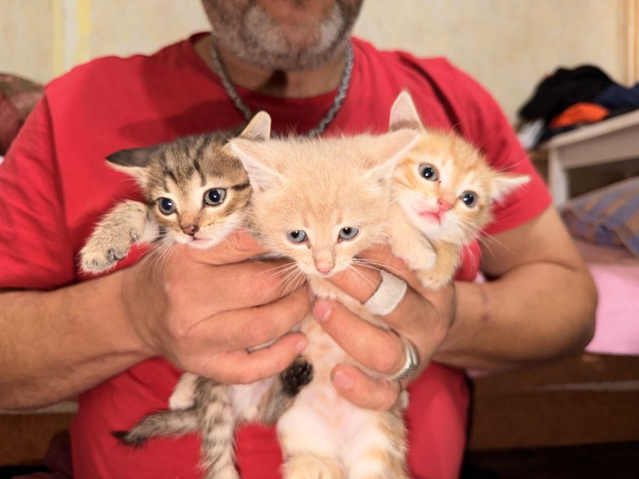 Отдам котят в добрые руки