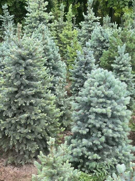 Abdusamat ota archalari Ель голубая archa goluboy serebristiy 0.5m-6m