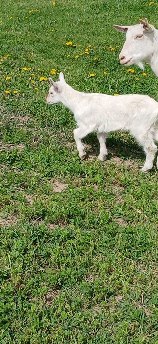 Vând trei ieduțe sannen tinere