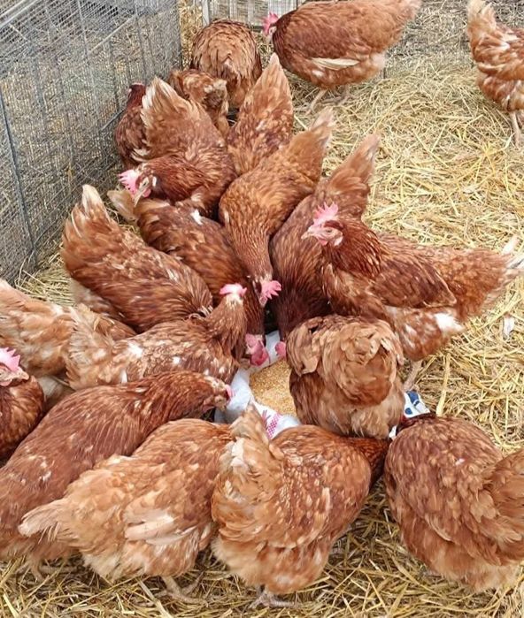 Găini roșii outoare rasă Issa Brown prima serie