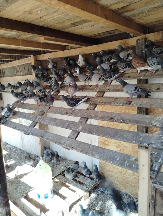 Vând porumbei voiajori